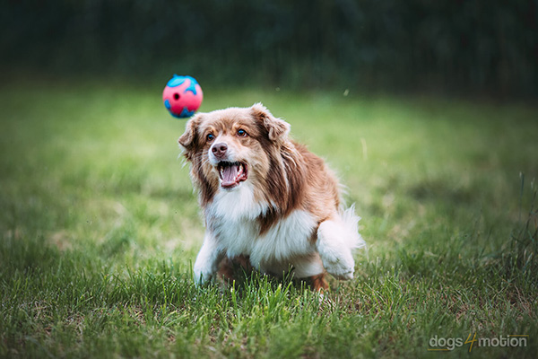 A dog sprinting across grass to catch a thrown ball